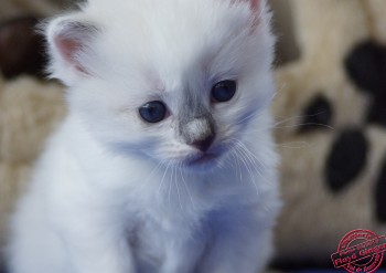 chaton femelle blue bicolour - 24 jours - Chatterie Ragdolls du Val de Beauvoir